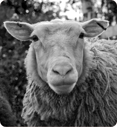 Dolly the sheep